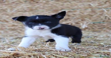 Border Collie dogs - Advert 11