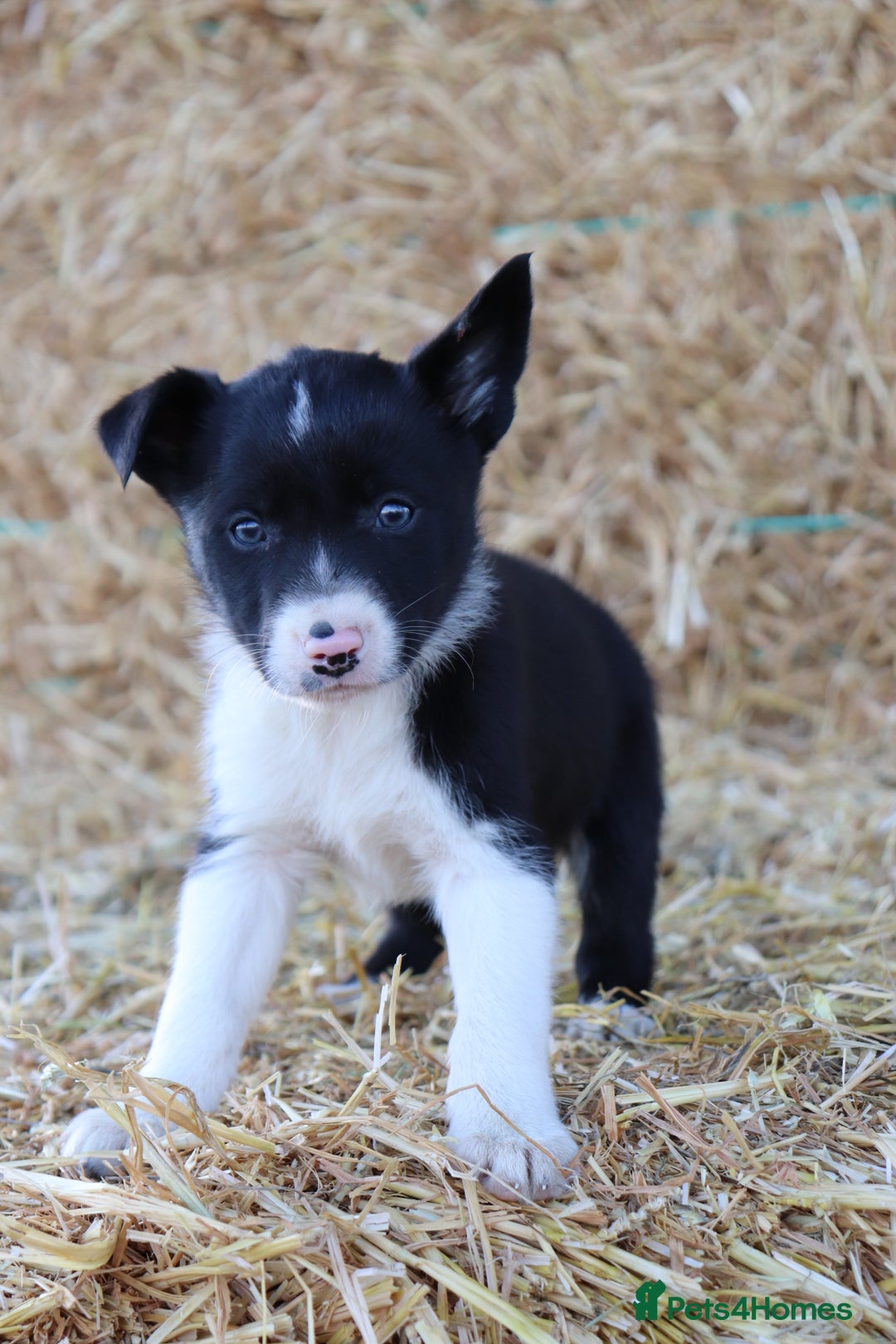 Border Collie dogs for sale: Beautiful Collie Puppies For sale - Image 2