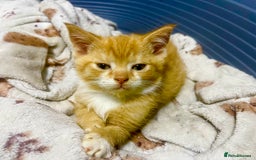 British Shorthair cats for sale: Bsh cross (50% bsh) beautiful boy - Image 1