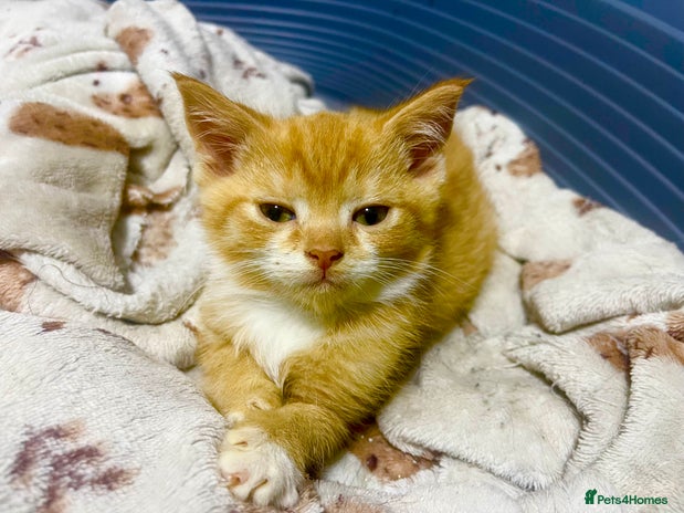 British Shorthair cats - Advert 9