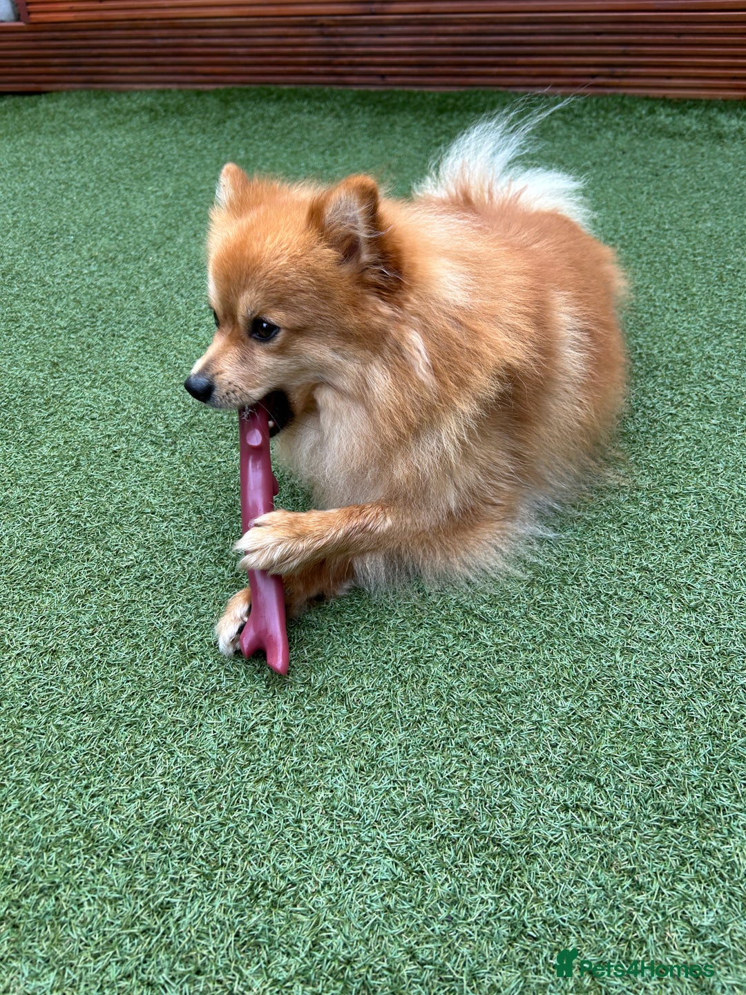 German Spitz dogs for stud: German Spitz Klein - Stud - Advert 3