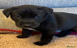 Mixed Breed dogs for sale: Labrador Cross Husky Girls  - Image 12