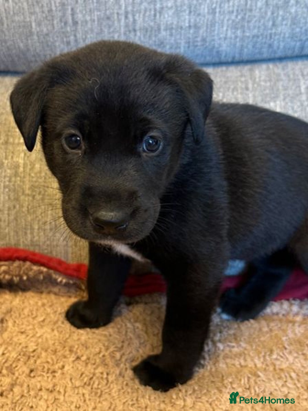 Mixed Breed dogs for sale: Labrador Cross Husky Girls  - Image 12