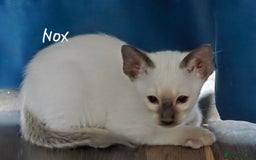 Oriental cats for sale: 8 supersoft GCCF registered Oriental kittens  - Image 31