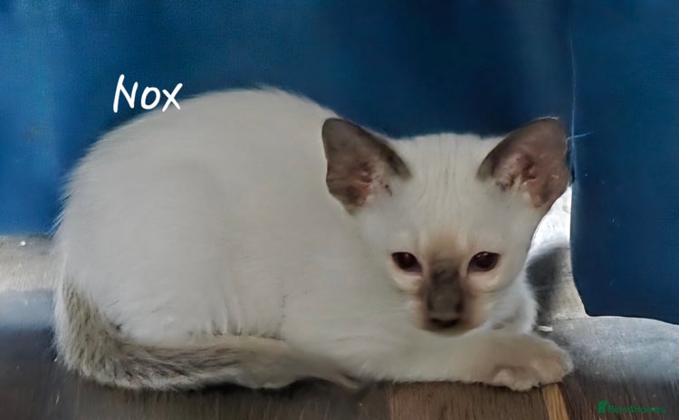 Oriental cats - Advert 1