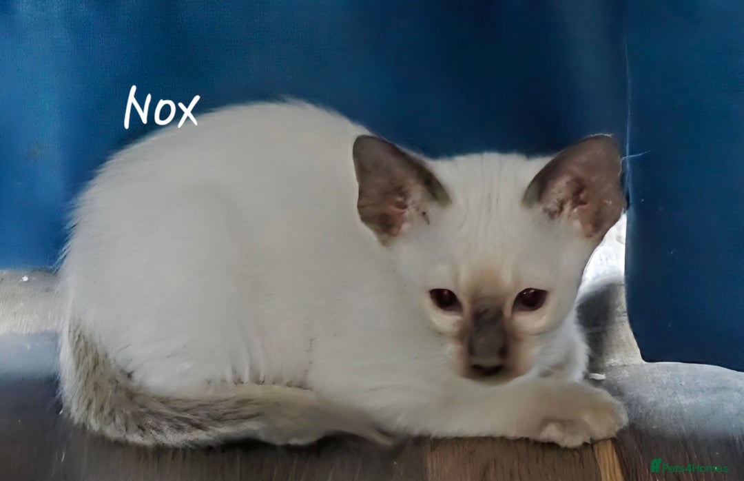 Oriental cats for sale: 8 supersoft GCCF registered Oriental kittens  - Image 31