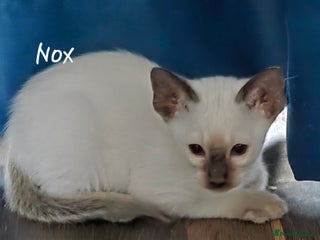 Oriental cats - Advert 1