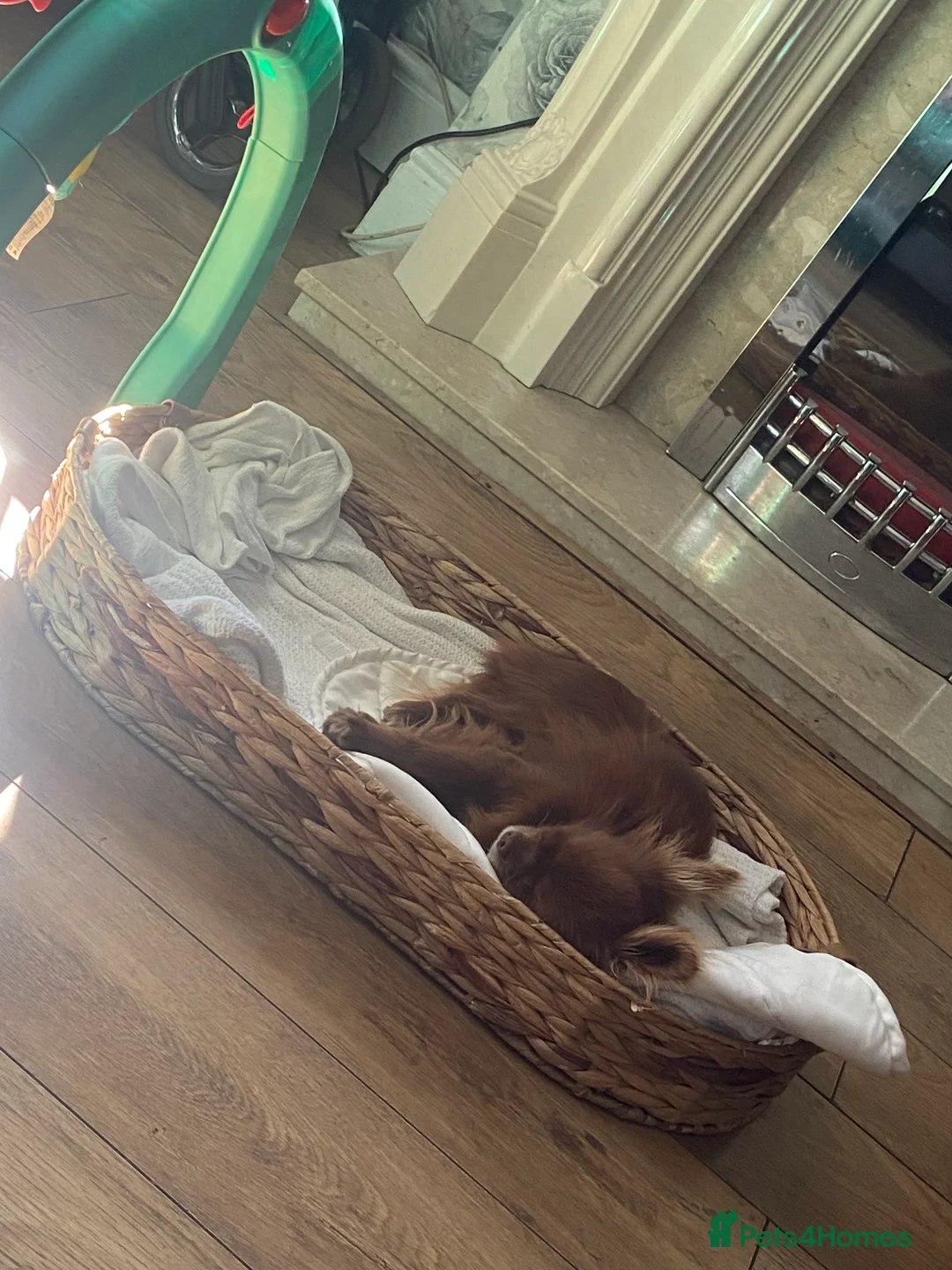 Chihuahua dogs for stud: KC Reg Chihuahua Stud in Stourbridge - Advert 10