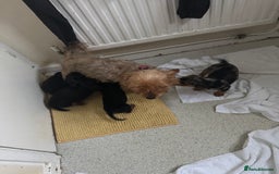 Mixed Breed dogs for sale: Minituar yorkie cross dashound puppies - Image 7