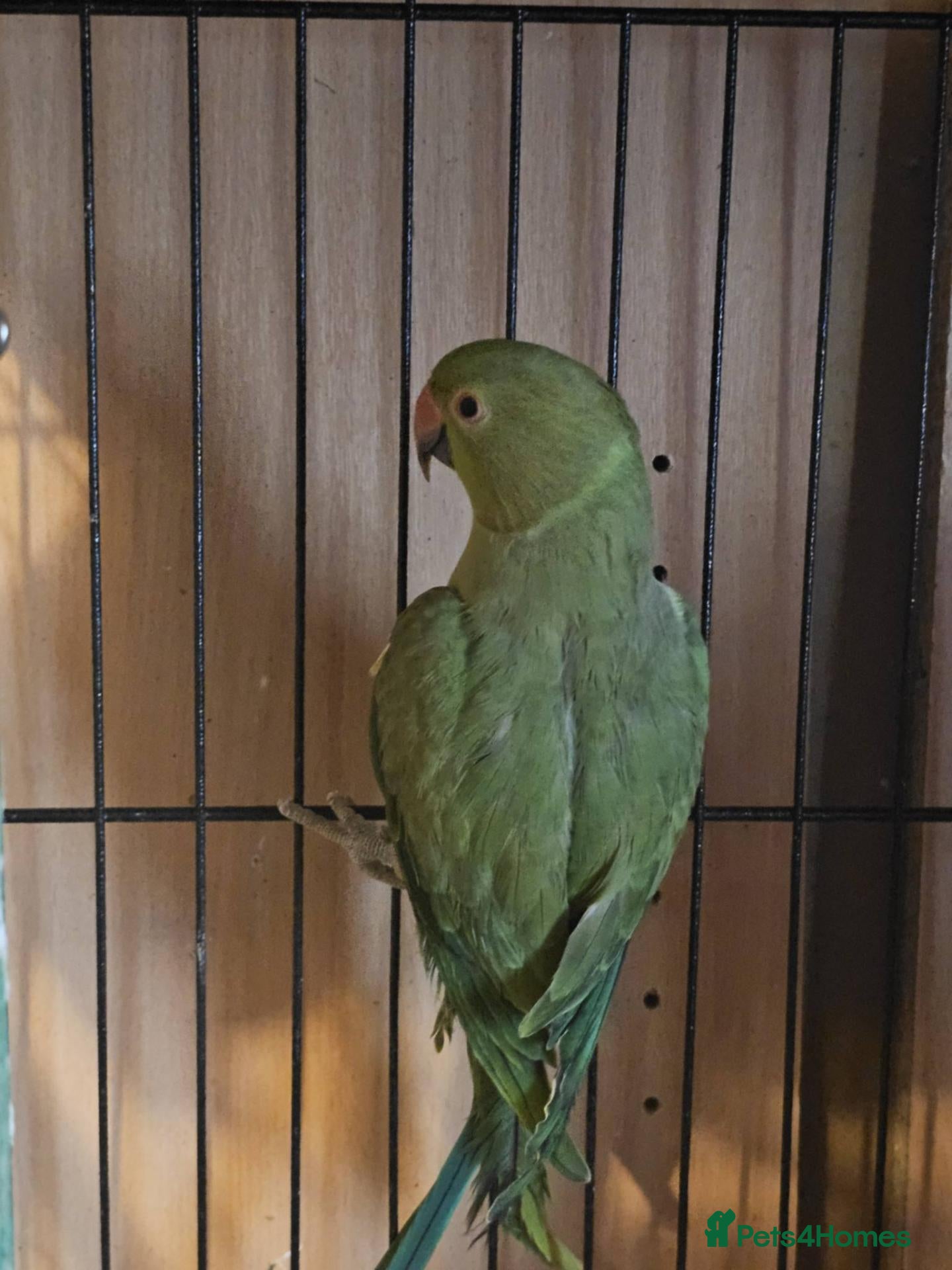 Ringnecks birds group of 3 green ringnecks - Advert 4
