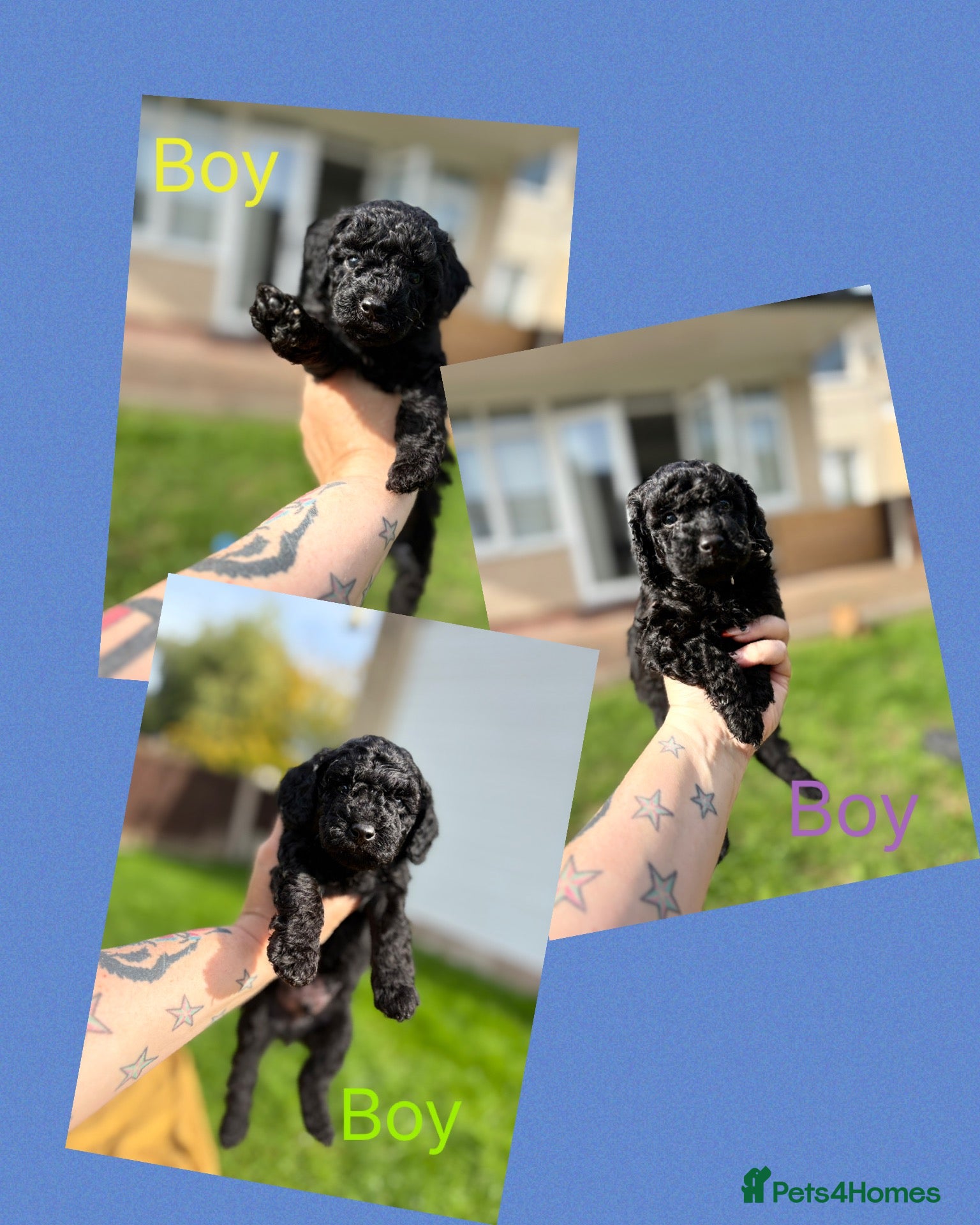 Cockapoo dogs Beautiful mid sized F1b Cockapoos - Advert 4