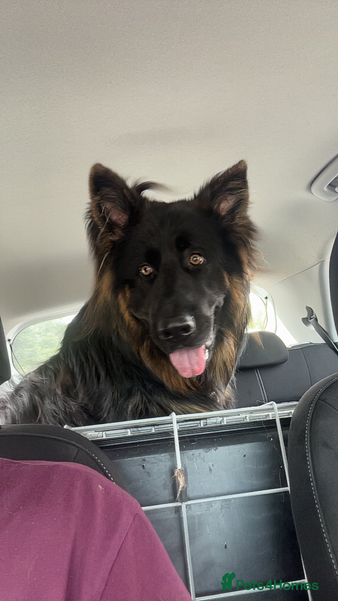 German Shepherd dogs for sale: Bruno - Image 5