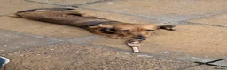 Miniature Dachshund dogs for sale: Kc.reg Miniature Longhaired girl - Advert 4