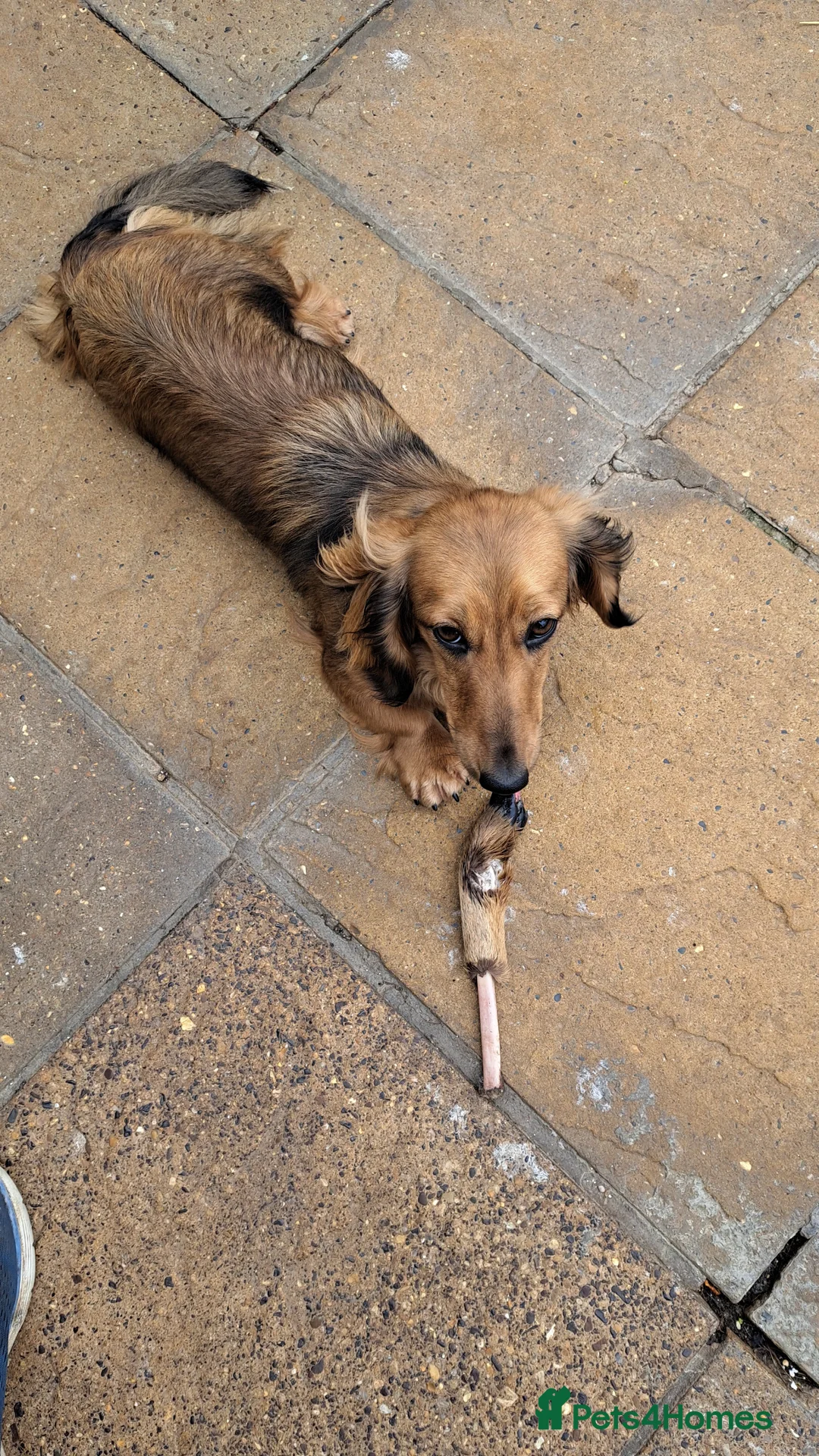 Miniature Dachshund dogs for sale: Kc.reg Miniature Longhaired girl - Advert 4