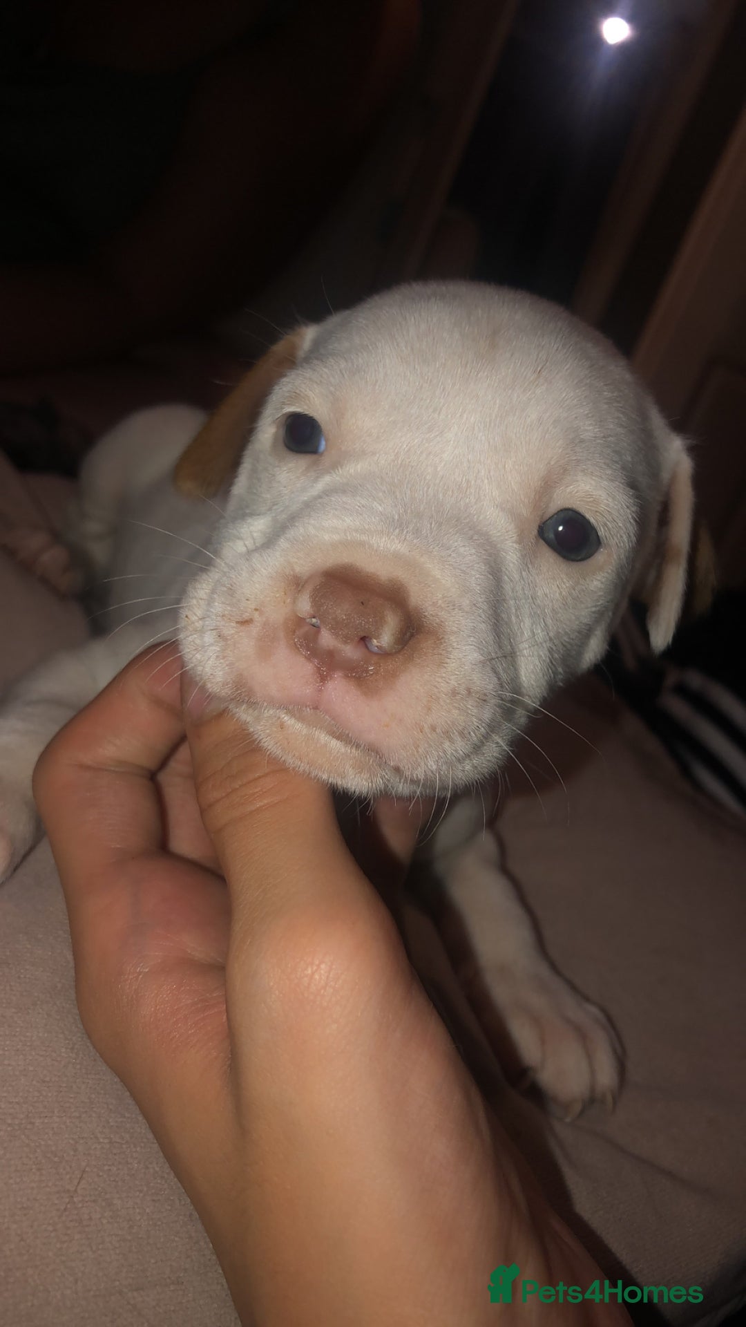 Mixed Breed dogs for sale: Staffy x American bulldog puppies in Bedlington - Image 3