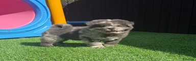 Stunning Rare blue merle male chowski 