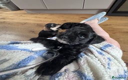 Mixed Breed dogs for sale: 🤎 Miniature Schnauzer X Cockapoo 🤎 - Image 28