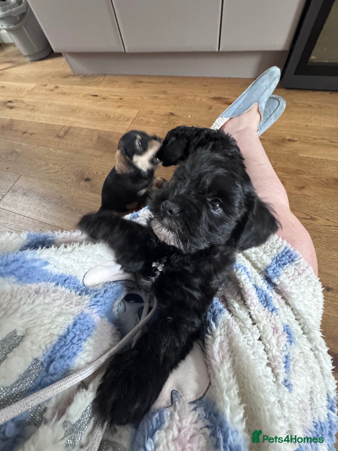 Mixed Breed dogs for sale: 🤎 Miniature Schnauzer X Cockapoo 🤎 - Image 28
