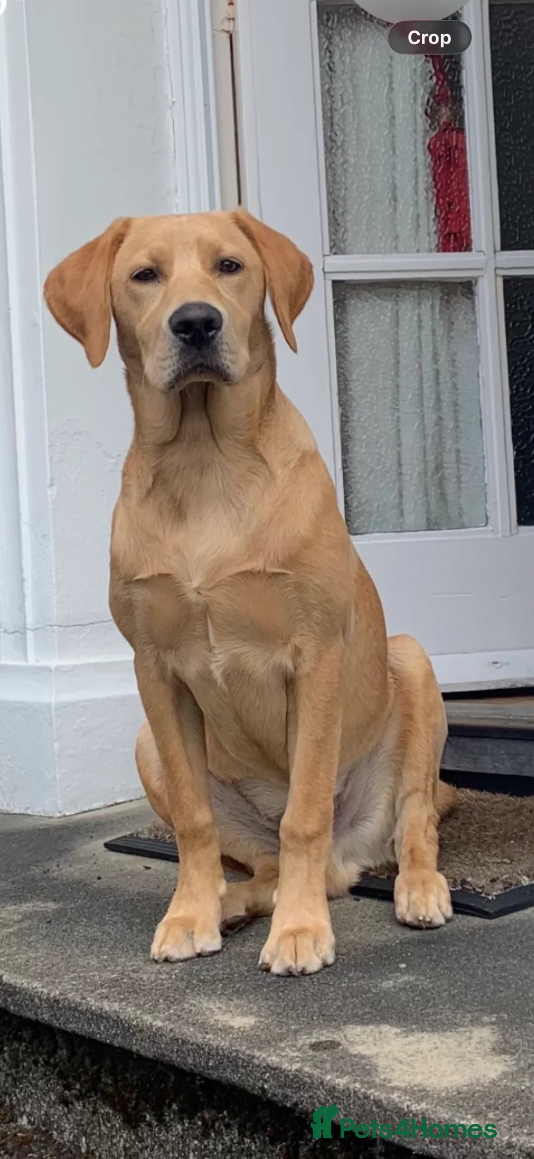 Labrador Retriever dogs for stud: Labrador Retriever Stud in Belfast - Advert 3