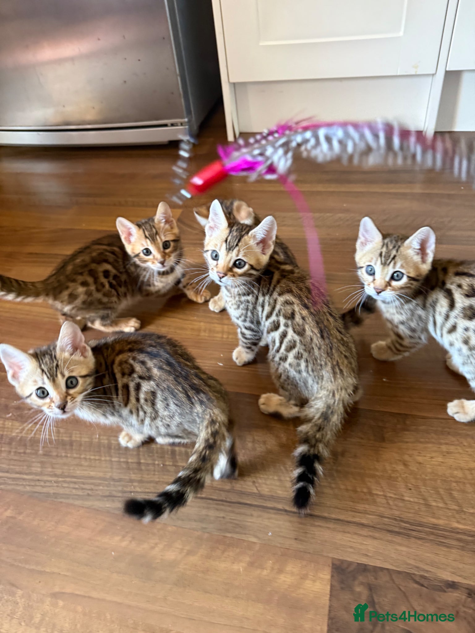 Bengal cats Pure Bengal kittens, - Advert 6