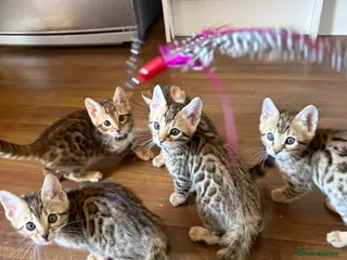 Bengal cats Pure Bengal kittens, - Advert 6