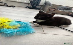 Mixed Breed cats for sale: Kittens  - Image 6