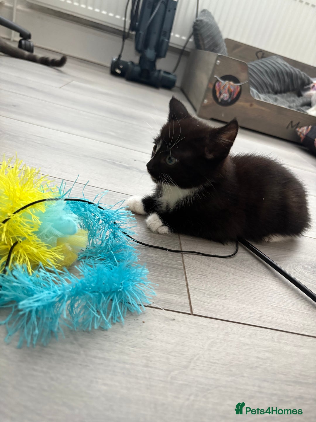 Mixed Breed cats for sale: Kittens  - Image 6