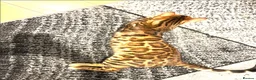 Bengal cats for sale: Looking for a new home - Beautiful Bengal Male - Advert 3