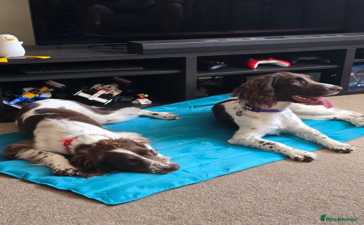 English Springer Spaniel dogs - Advert 5