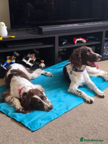 English Springer Spaniel dogs - Advert 1