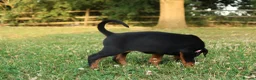 Dobermann dogs for sale: Quality European Dobermann Puppies - 2 Remaining - Advert 22