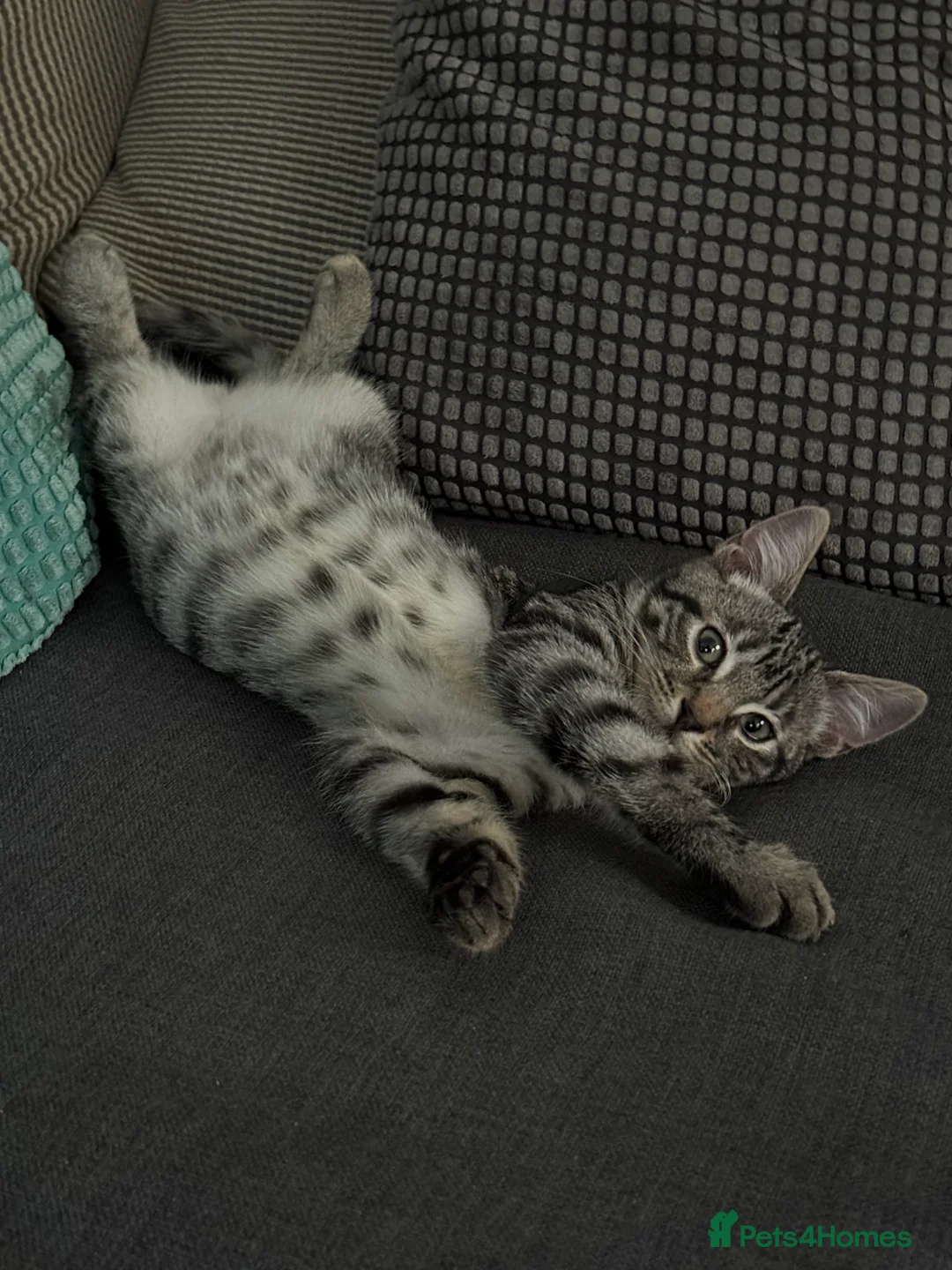 Mixed Breed cats for sale: Cute kitten for sale  - Advert 2