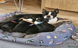 Boston Terrier dogs for sale: Boston Terrier 5* puppies - Image 19