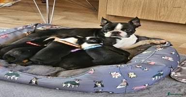 Boston Terrier dogs - Advert 16