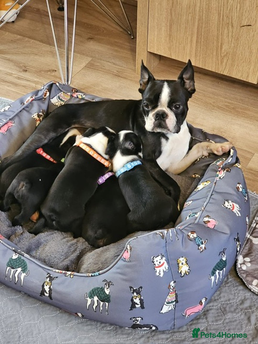Boston Terrier dogs for sale: Boston Terrier 5* puppies - Image 19