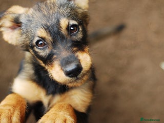 Mixed Breed dogs for sale - Advert 1