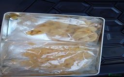 Macaws birds for sale: Blue & Gold Macaw For Sale - Image 13