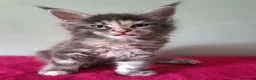 Maine Coon cats for sale: Tica registered Maine coon kittens - Advert 23