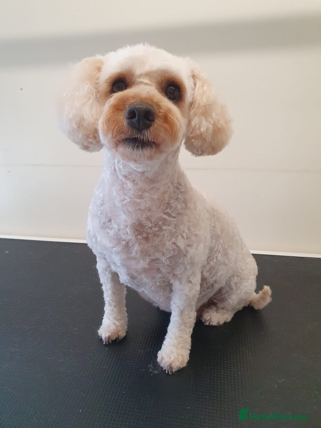 Poochon dogs for sale: Beautiful Poochon Puppies - Image 18
