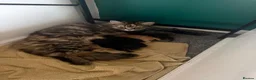 Mixed Breed cats for sale: Kittens for sale  - Advert 2