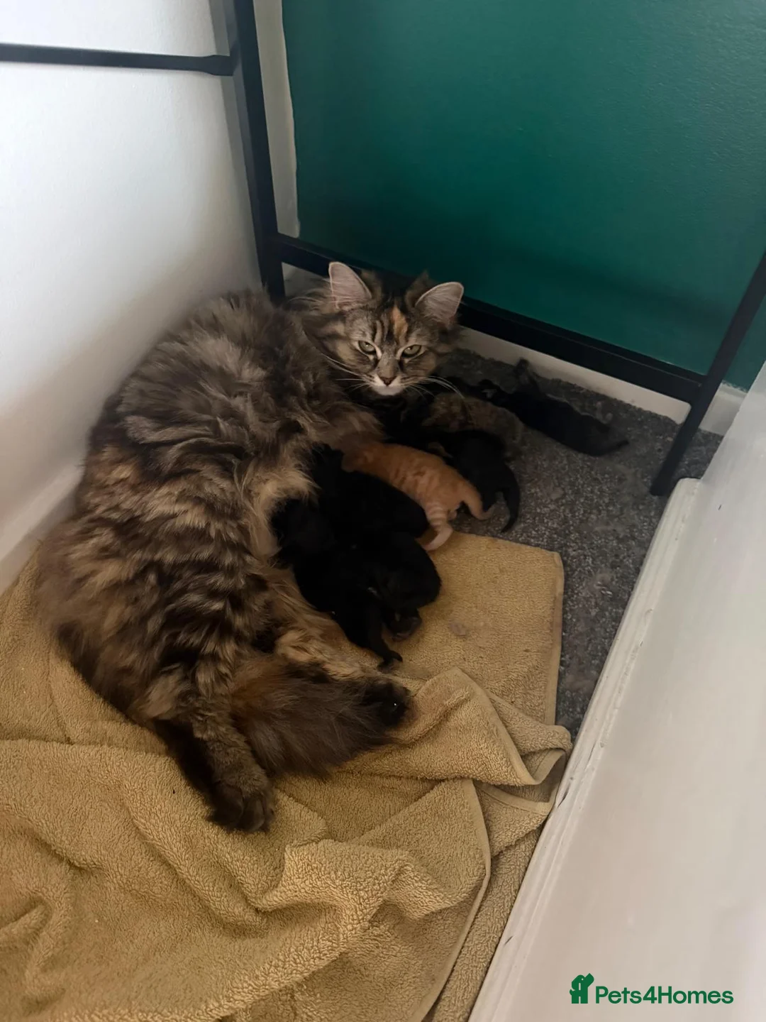 Mixed Breed cats for sale: Kittens for sale  - Advert 2