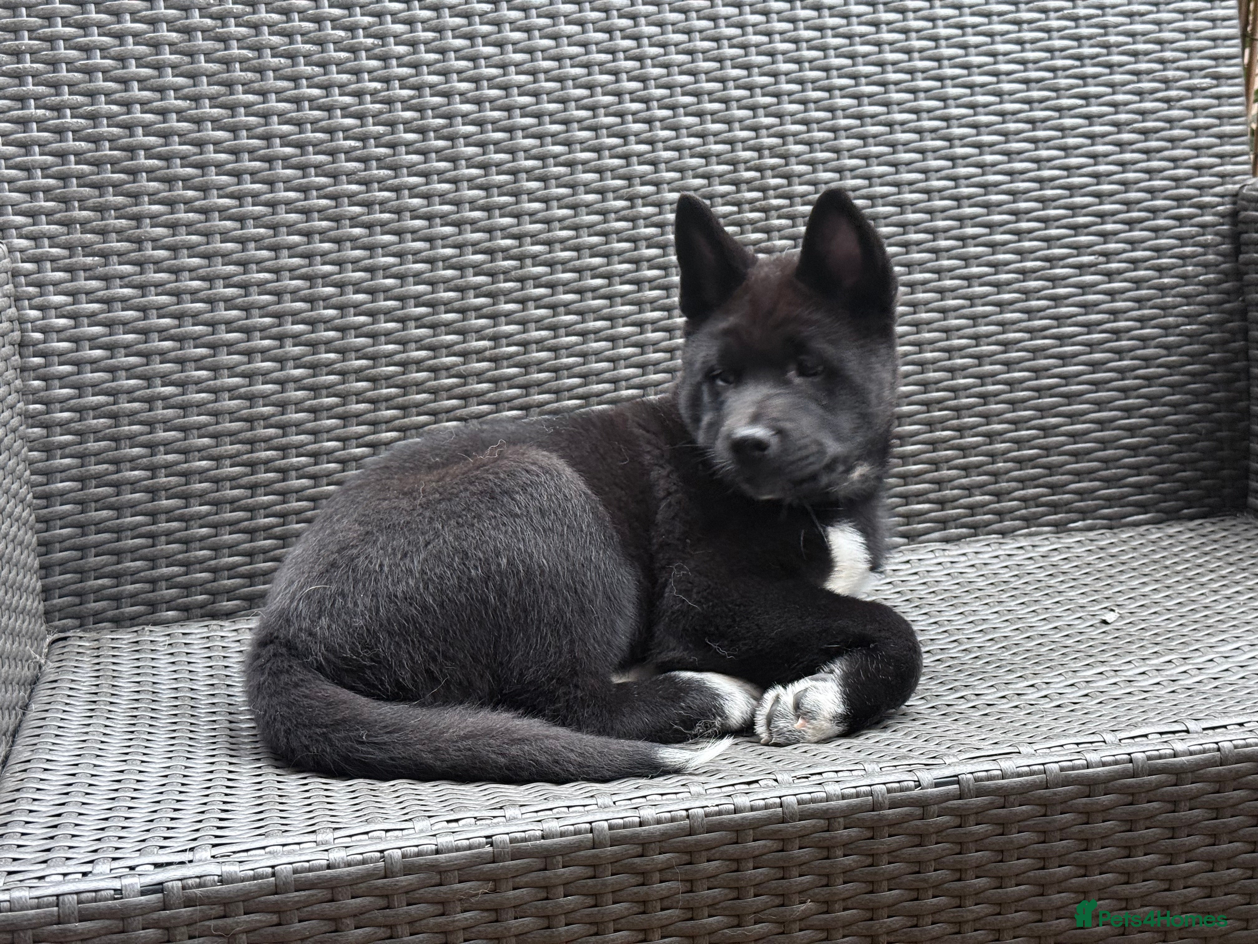 Akita dogs American Akita puppies - Advert 20