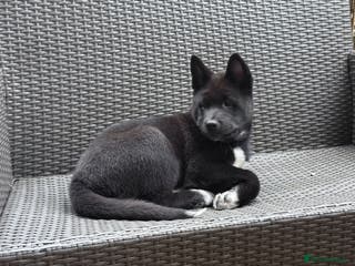 Akita dogs American Akita puppies - Advert 20