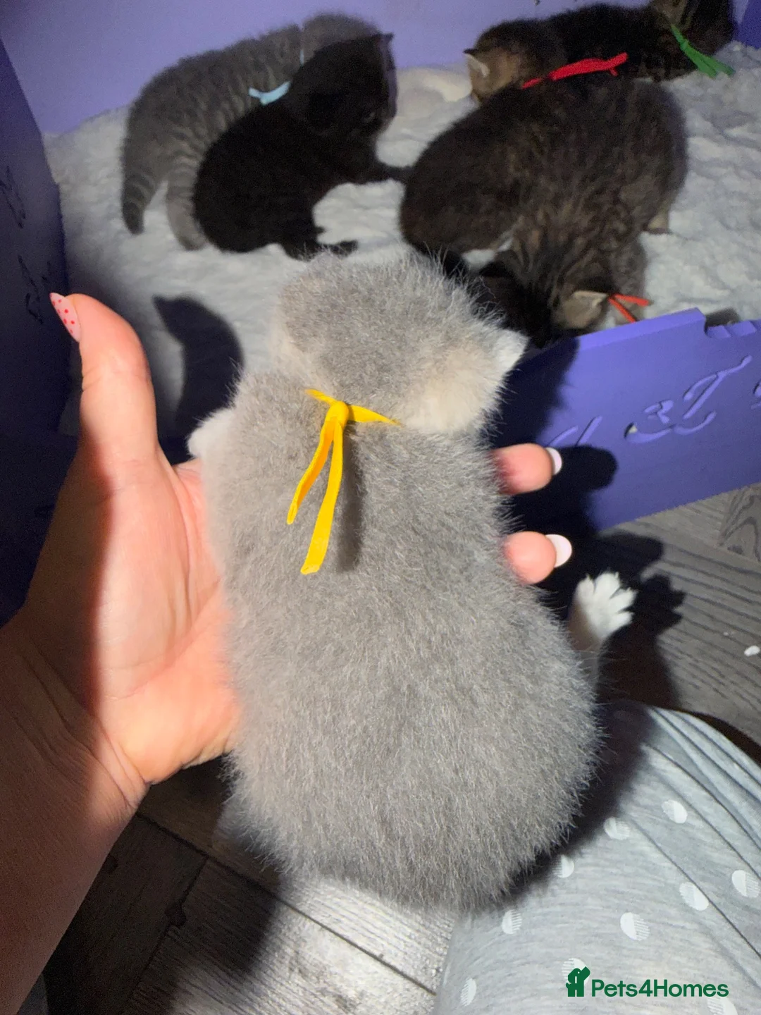 British Shorthair cats for sale: BSH chinchila 💝💝🌟🌟🌟🌟🌟🥇🥇🥇🥇 - Advert 2