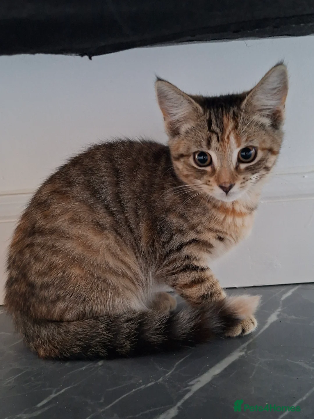 Domestic Shorthair cats for sale: Little girl - Advert 2