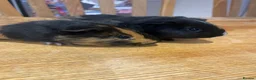 Guinea Pig rodents for sale: Female guinea pigs in Shepton Mallet - Advert 2