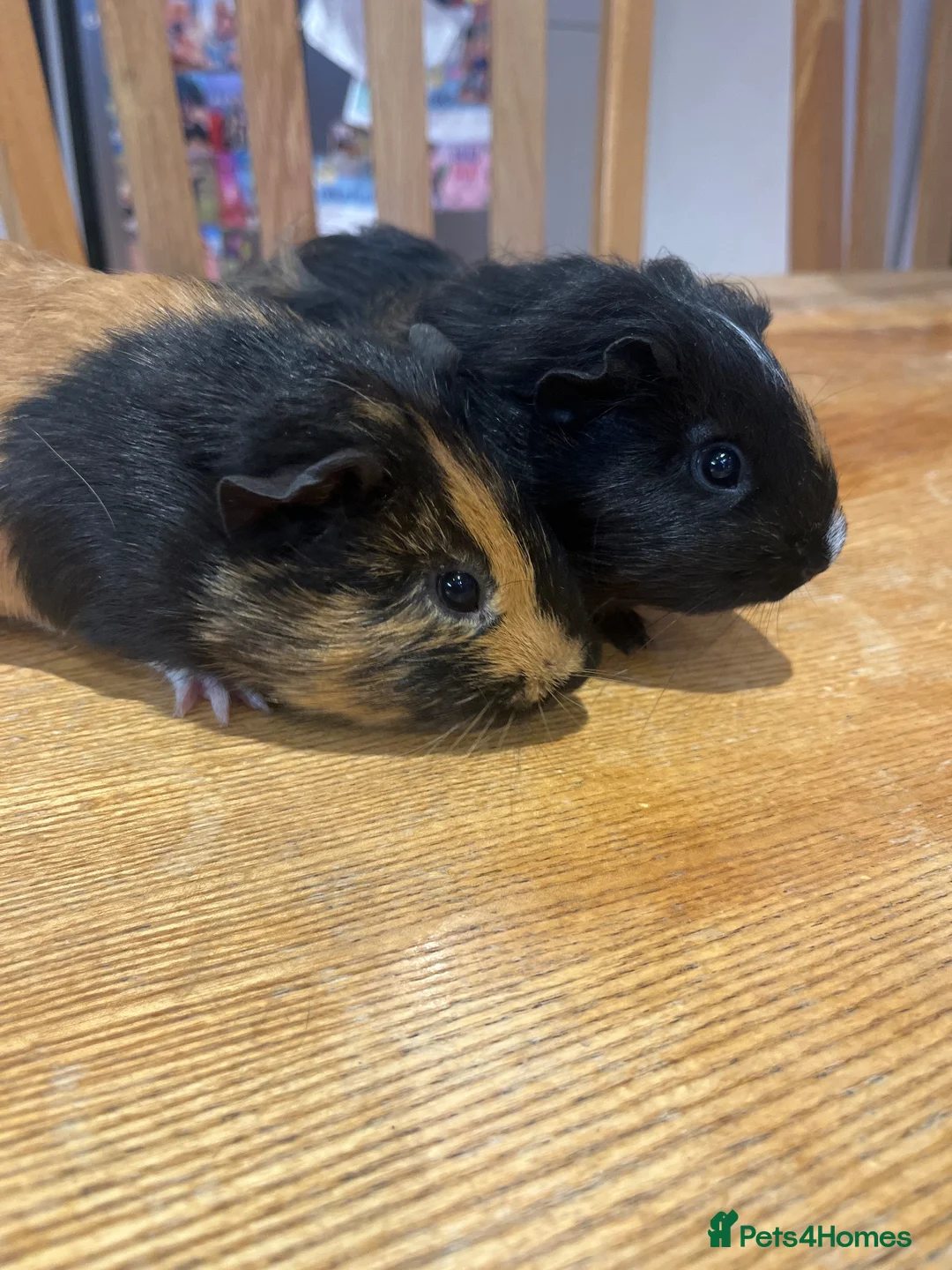 Guinea Pig rodents for sale: Female guinea pigs in Shepton Mallet - Advert 2