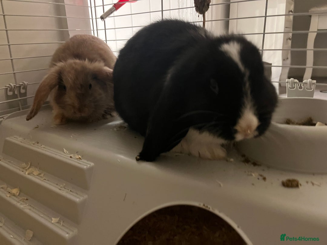 Mini Lop rabbits for sale: TWO GORGEOUS BABY MINI LOP GIRLS💖💕 - Image 2