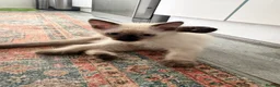 Ragdoll cats for sale: Ragdoll Kittens  - Advert 6