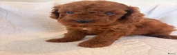 Cavapoo dogs for sale: LICENSED BREEDER HEALTH TESTED CAVAPOOS - Advert 8